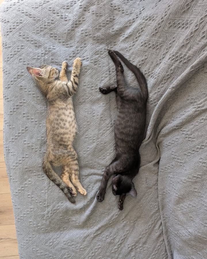 Adopción de Gatitas Jovenes Tati y Misifu en Armenia, Quindío 