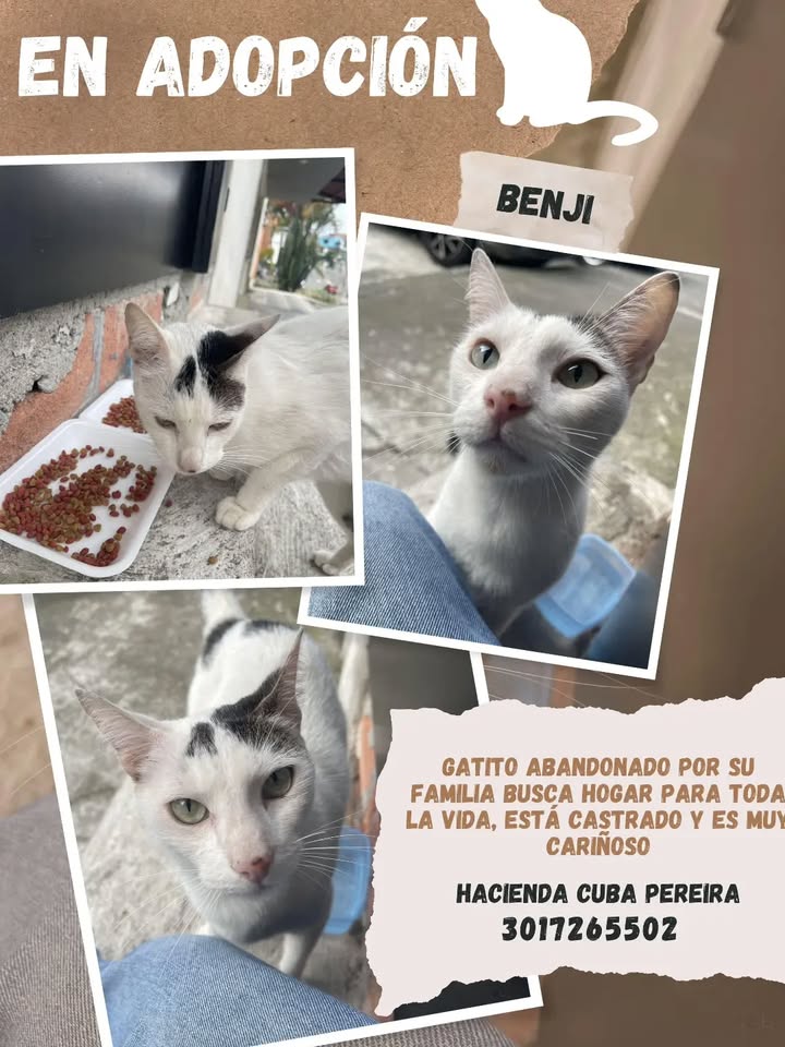 Gatito Benji en adopción en Pereira, Risaralda 