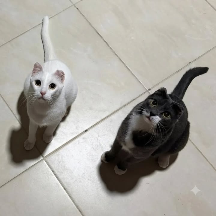 Dos hermanas gatunas buscan hogar en Pereira, Risaralda, Colombia 