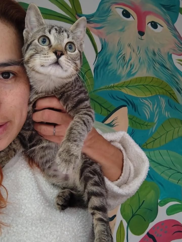 Gatito Harry y sus hermanos dados en adopción en Bogotá 