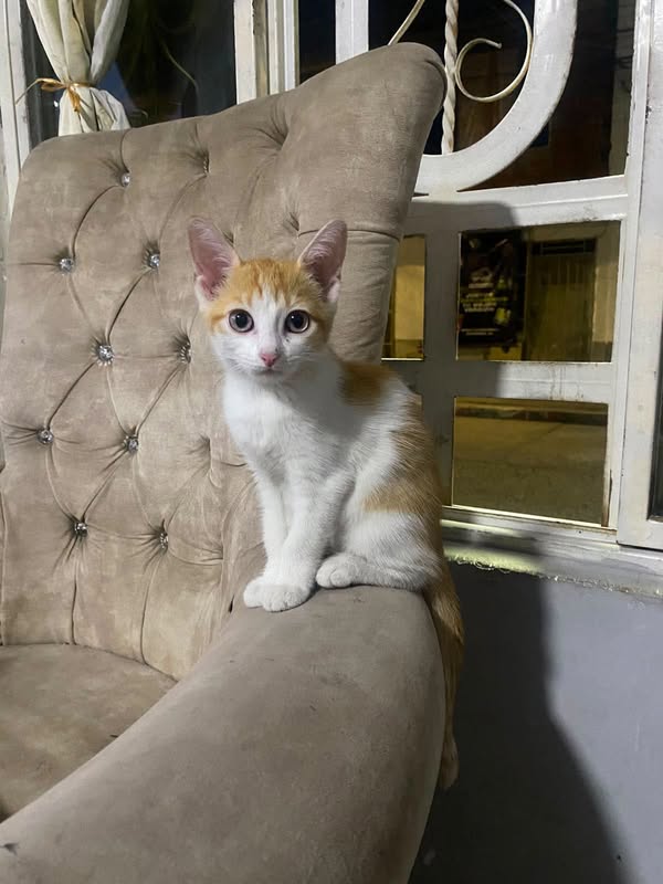 Gato anaranjado y blanco para adopción en Cali 