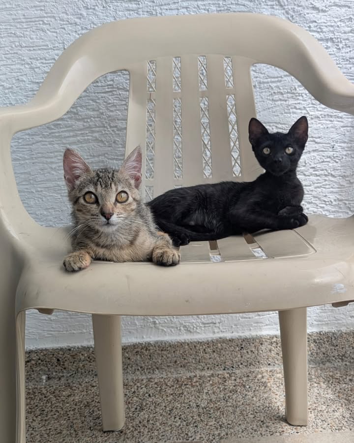 Adopción de Gatitas Jovenes Tati y Misifu en Armenia, Quindío 