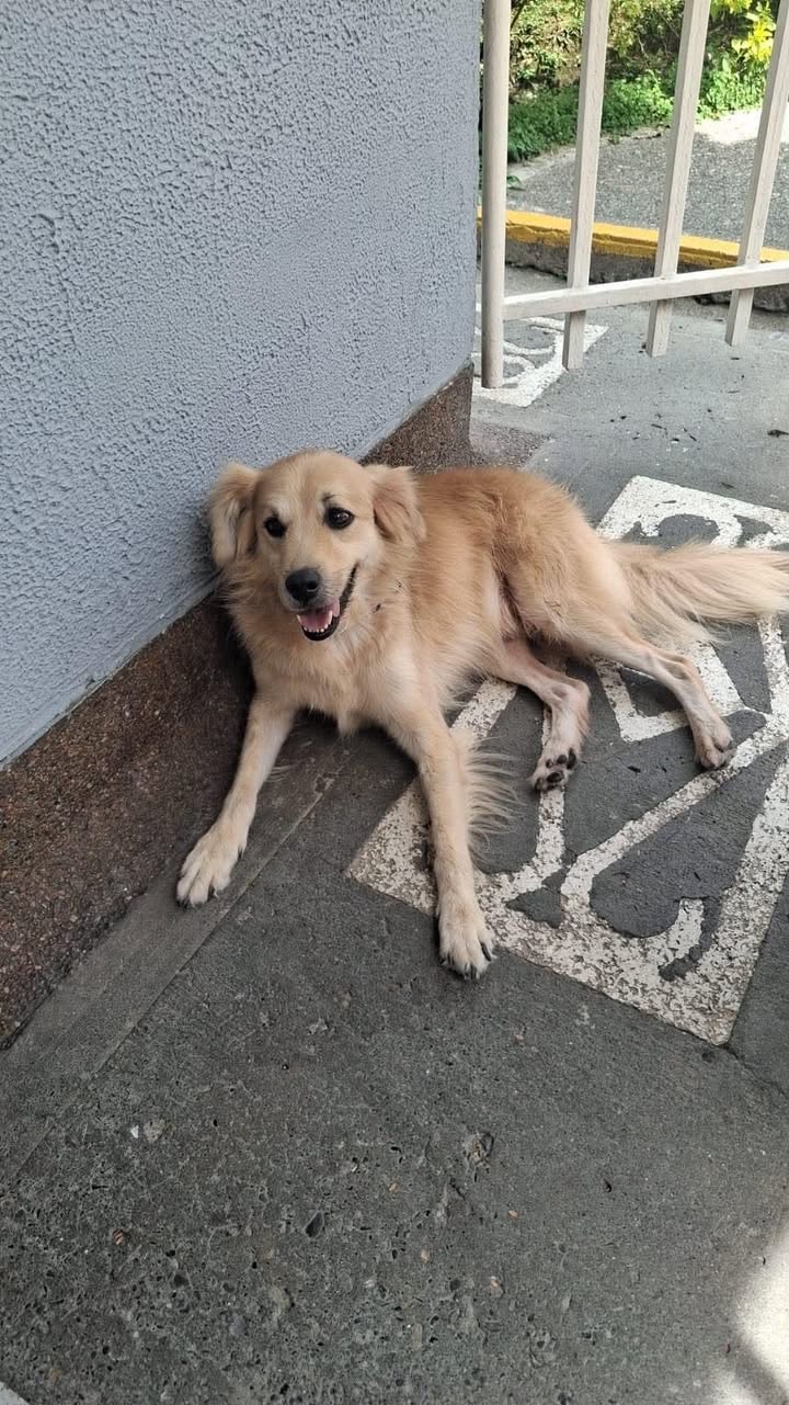 Adopción de perro en Pereira 