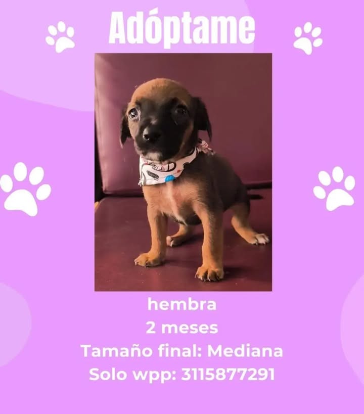 Adopta cachorro hembra en Pereira 