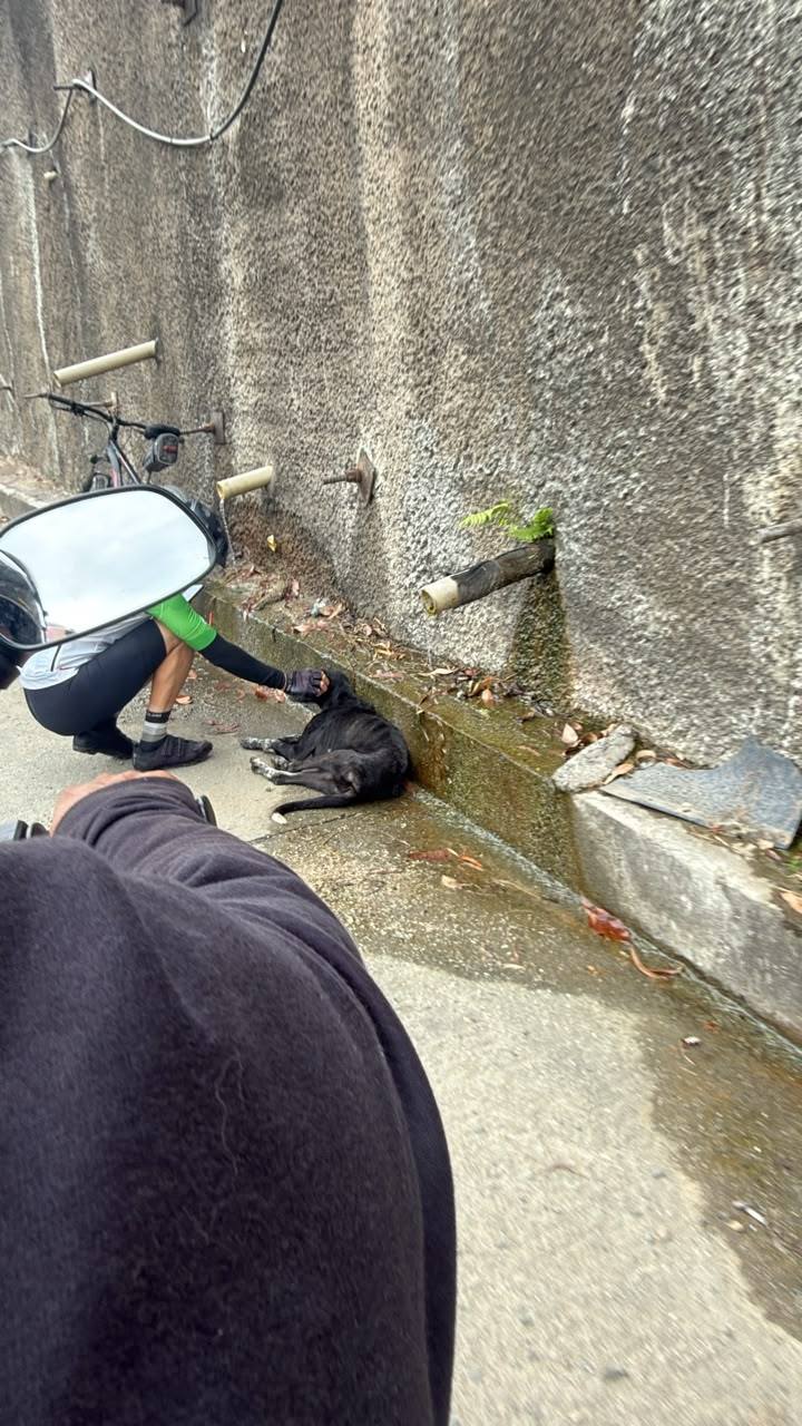 Perra atropellada en Amagá, Antioquia - Buscando familia 