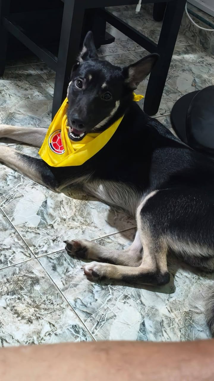 Adopción de perro Roki en Tuluá, Valle 