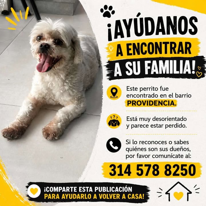 Perro perdido en Pereira busca familia 