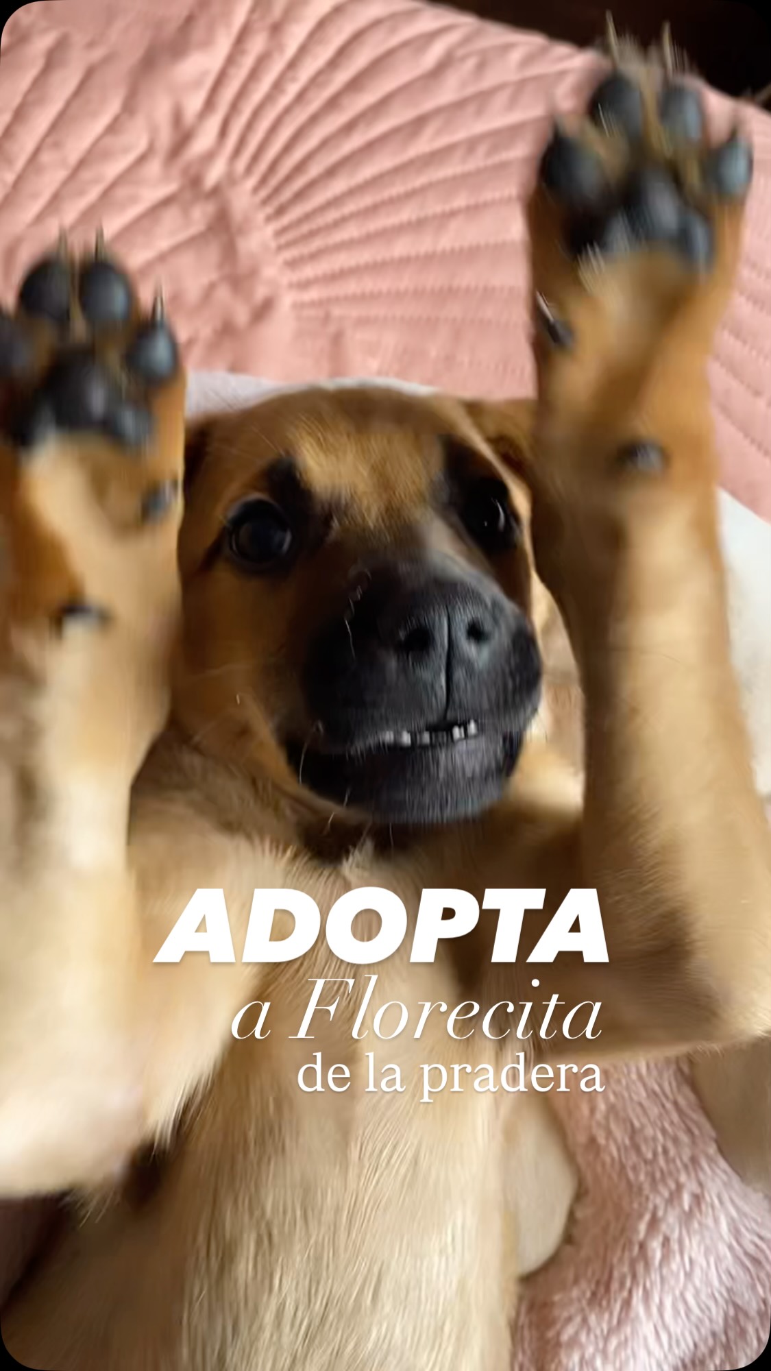Adopta a Florecita de la pradera 
