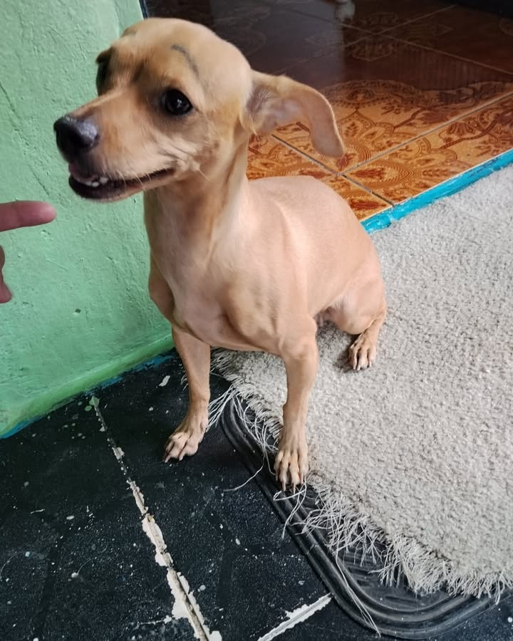 Perrita perdida en el barrio San Carlos, La Virginia, Risaralda 