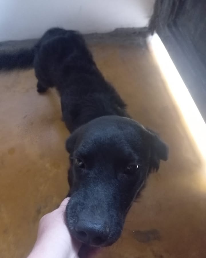 Perro encontrado vía Viterbo 