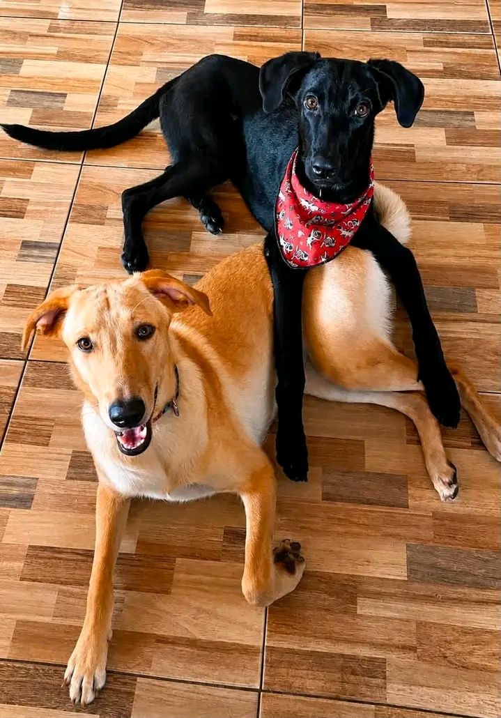 Adopción responsable de perros amorosos y juguetones 