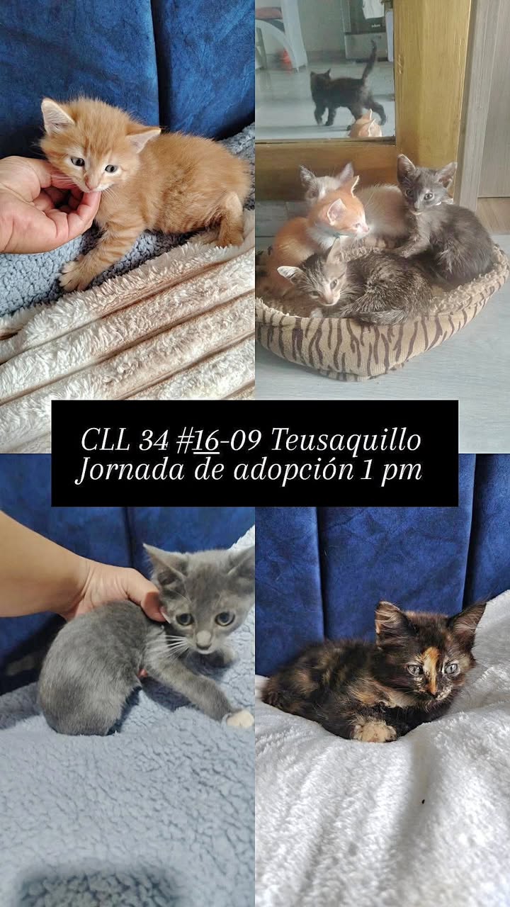 Gatitos adorables buscan un hogar responsable en Teusaquillo 