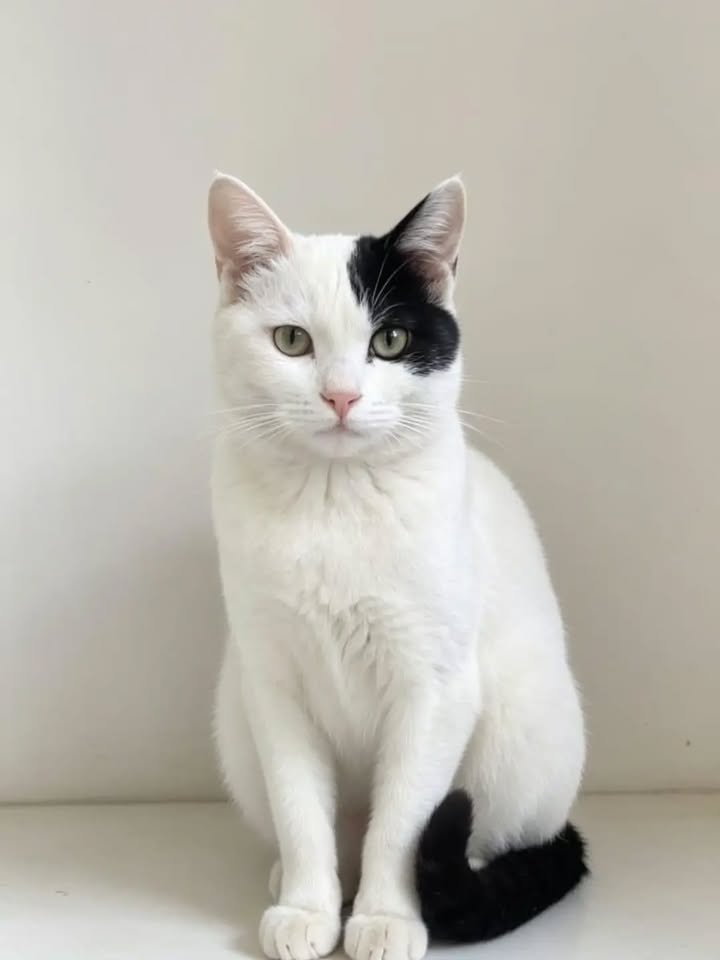 Gatita de 7 meses en adopción en Pereira 