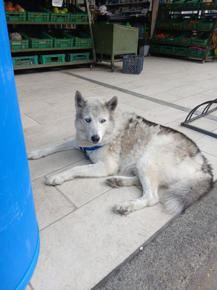 Perro encontrado en Tuluá 