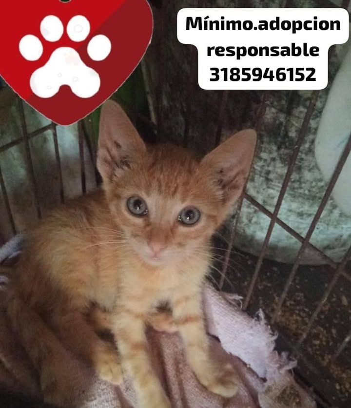 Gatito en adopción en Tuluá, Valle 