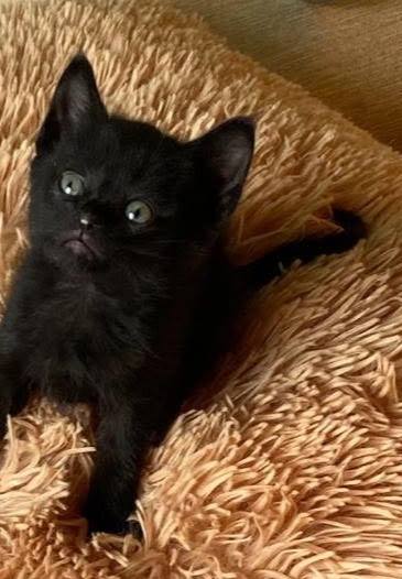 Gatitos en adopción en Pereira, Risaralda 
