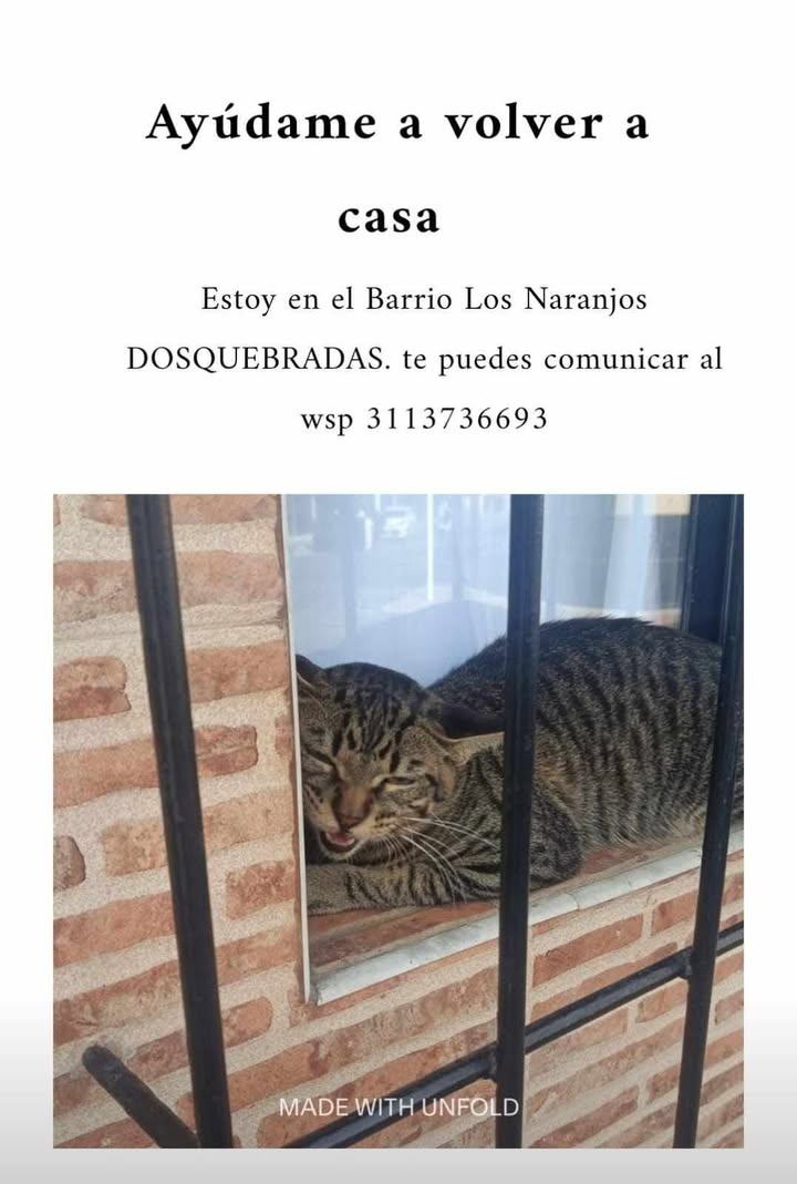 Mascota encontrada en Pereira, Risaralda 