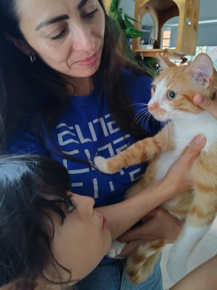 Adopta a Kaze, un gatito juguetón 