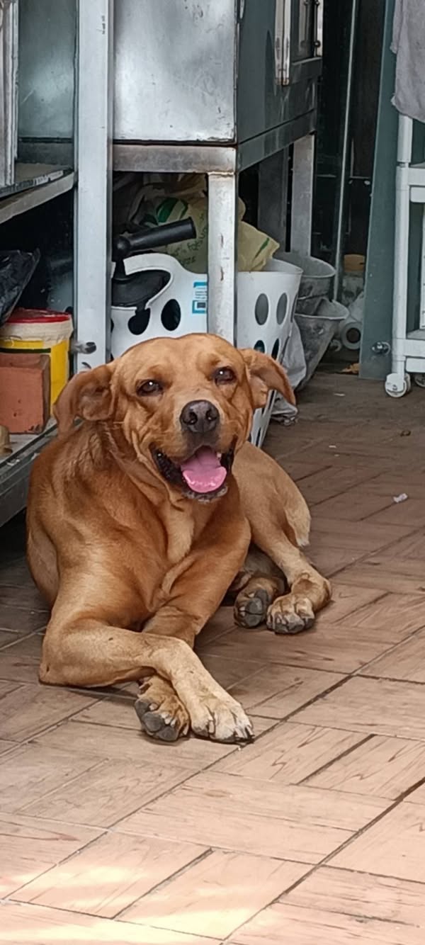 Perro de pelaje color café encontrado en Cali 