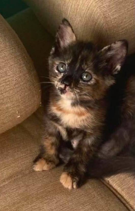 Gatitos en adopción en Pereira, Risaralda 