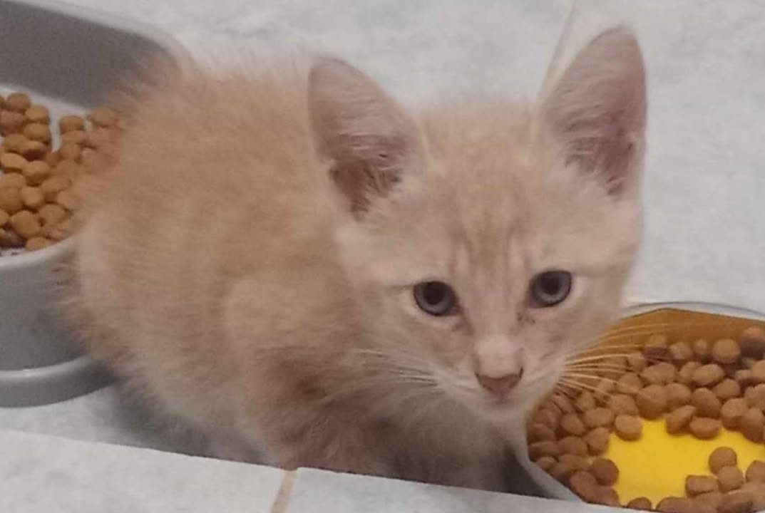 Adoptar gatitos responsables y amorosos en Pereira 