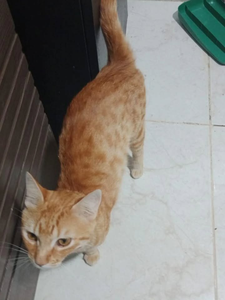 Gatico anaranjado busca hogar en Pereira 