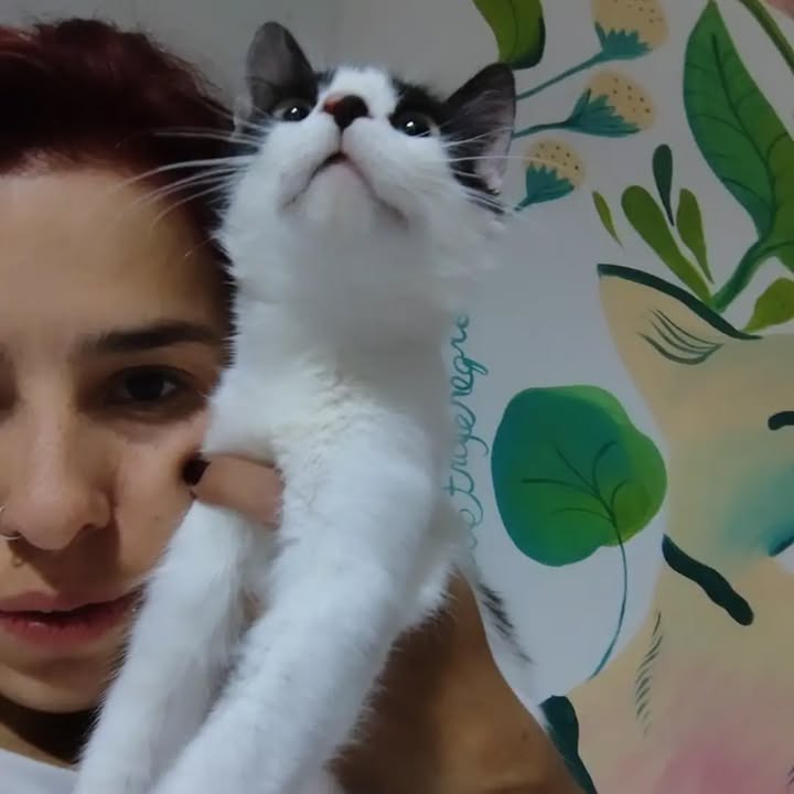 Adopción responsable de Sakura, gatita recuperada y esterilizada en Bogotá 