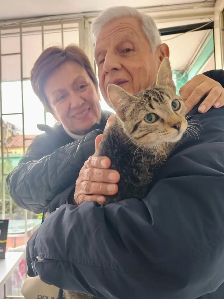 Gatito Harry y sus hermanos dados en adopción en Bogotá 