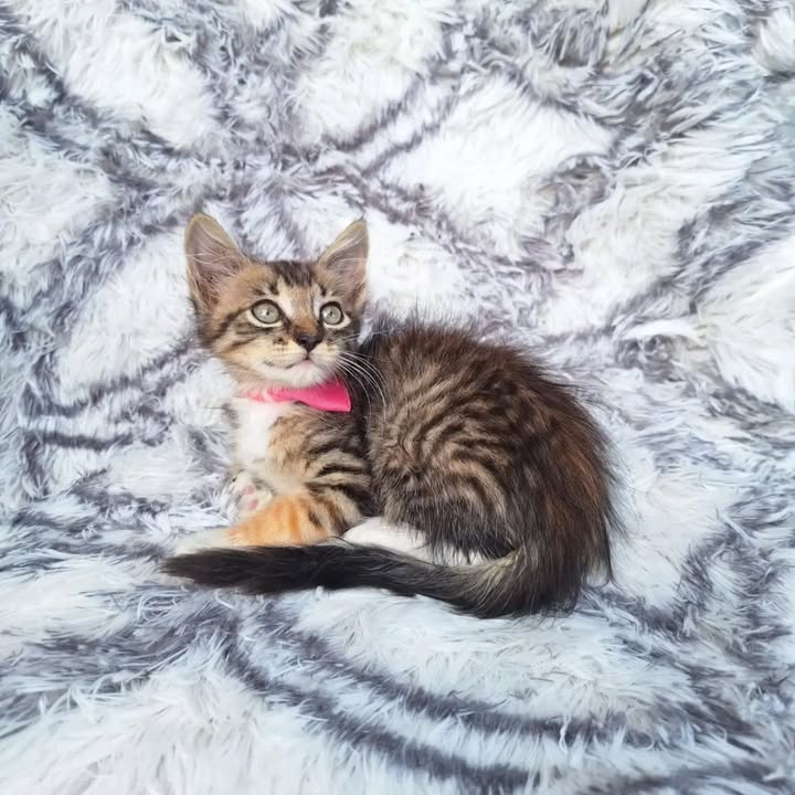 Gatitos en adopción responsable en Pereira 