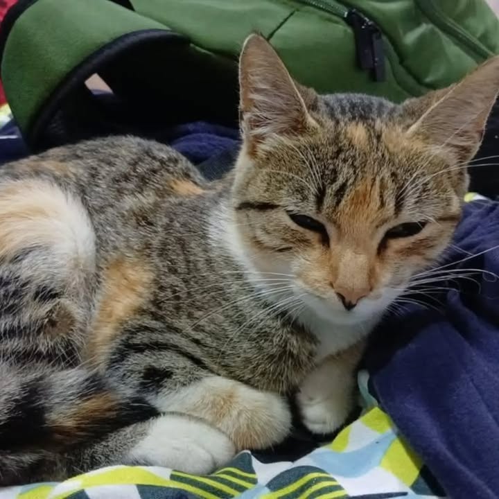 Gata joven y cariñosa busca hogar en Pereira 