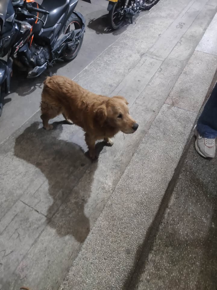 Se busca hogar de paso o adoptantes para perro en Pasto, Nariño 