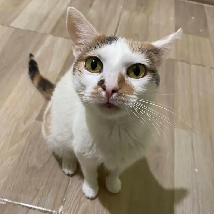 Gatita Dulce busca hogar en Pereira, Risaralda 