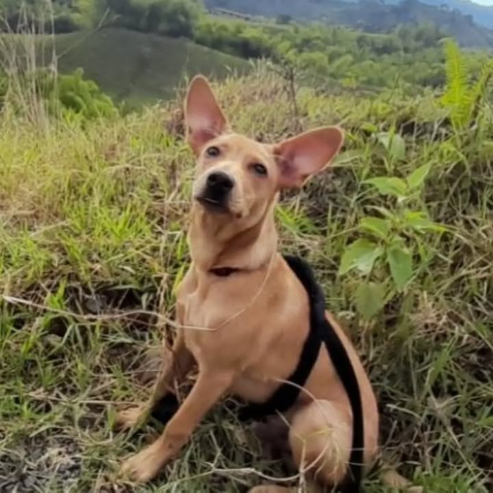 Adopción de pareja de perros en Pereira, Risaralda 