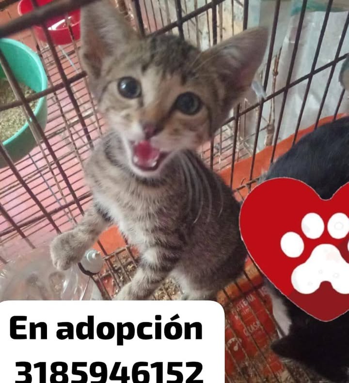 Gatito en adopción en Tuluá, Valle 