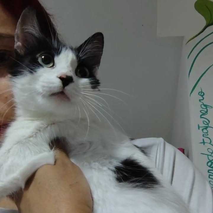 Adopción responsable de Sakura, gatita recuperada y esterilizada en Bogotá 