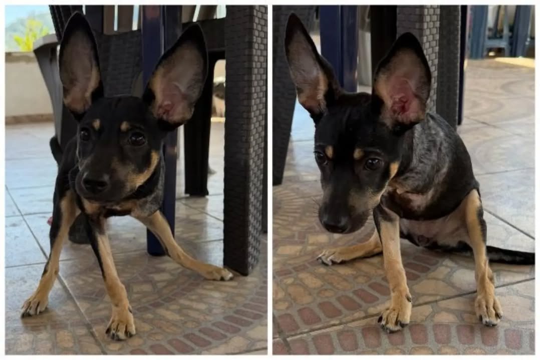 Rosita busca hogar en Pereira 
