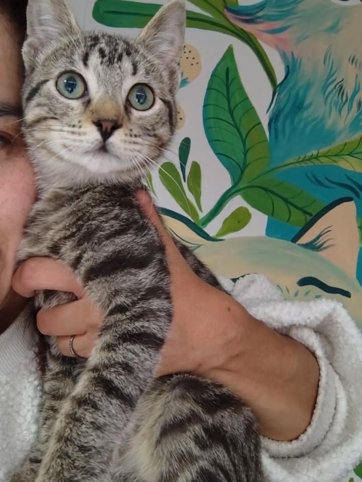 Gatito Harry y sus hermanos dados en adopción en Bogotá 