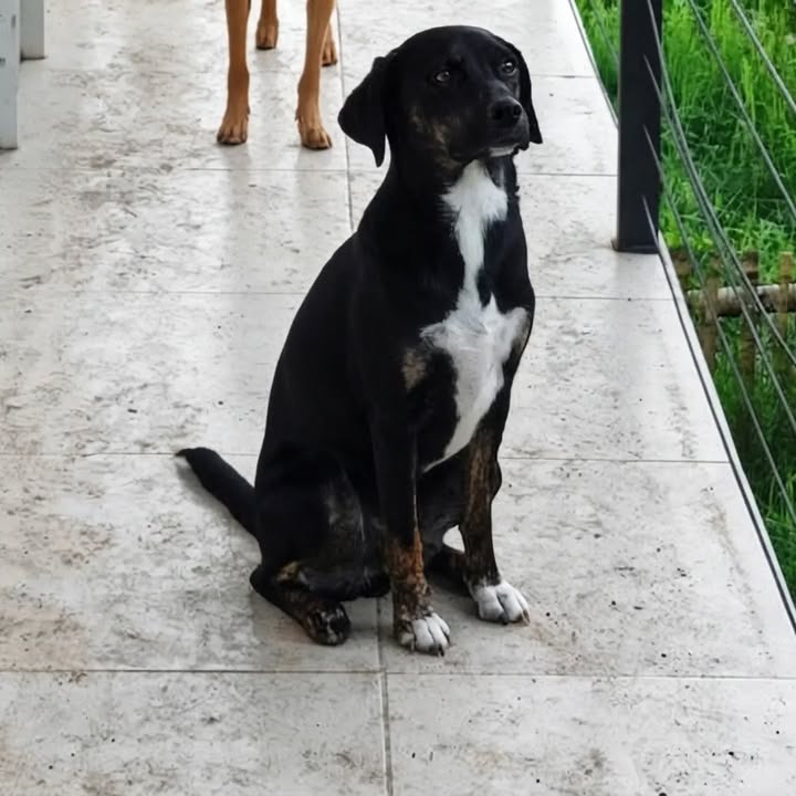 Adopción de pareja de perros en Pereira, Risaralda 