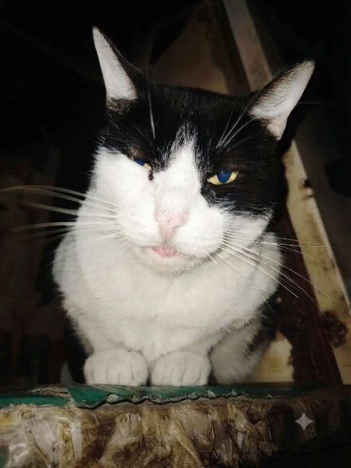 Gatica en adopción en Pereira 