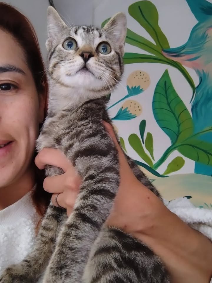 Gatito Harry y sus hermanos dados en adopción en Bogotá 
