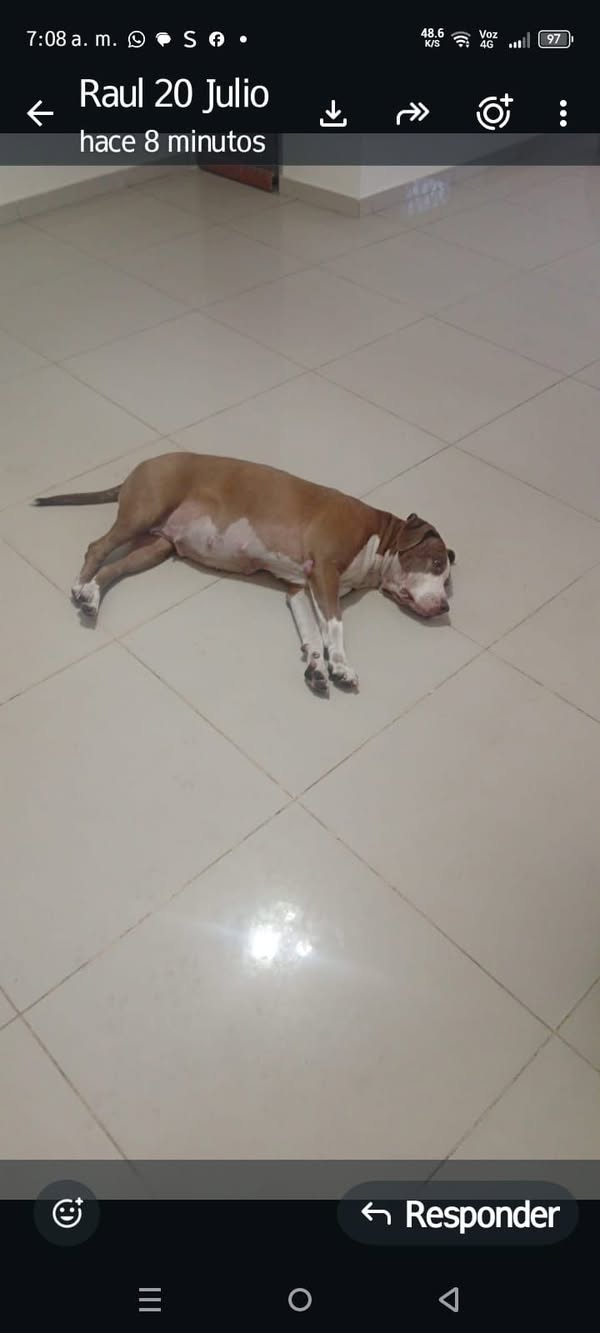 Perro de raza Pit bull encontrado en Cali 