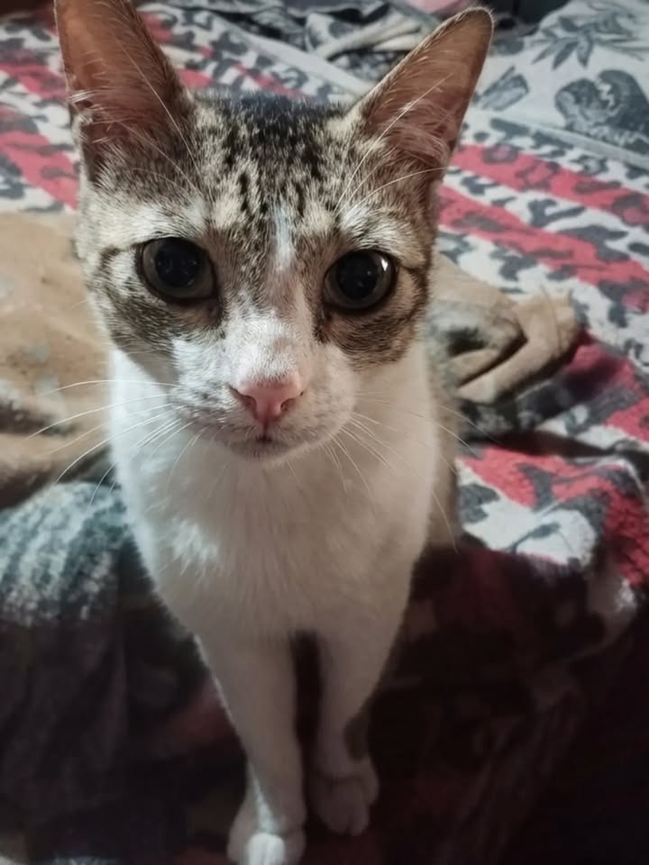 Gato en adopción en Pereira, Risaralda 
