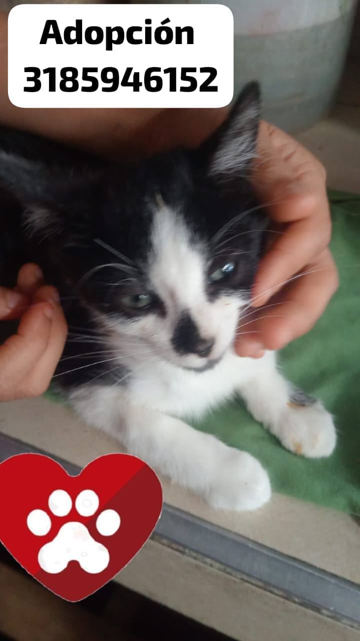 Gatito en adopción en Tuluá, Valle 