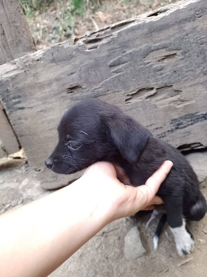 Cachorros en adopción responsable en Tuluá 