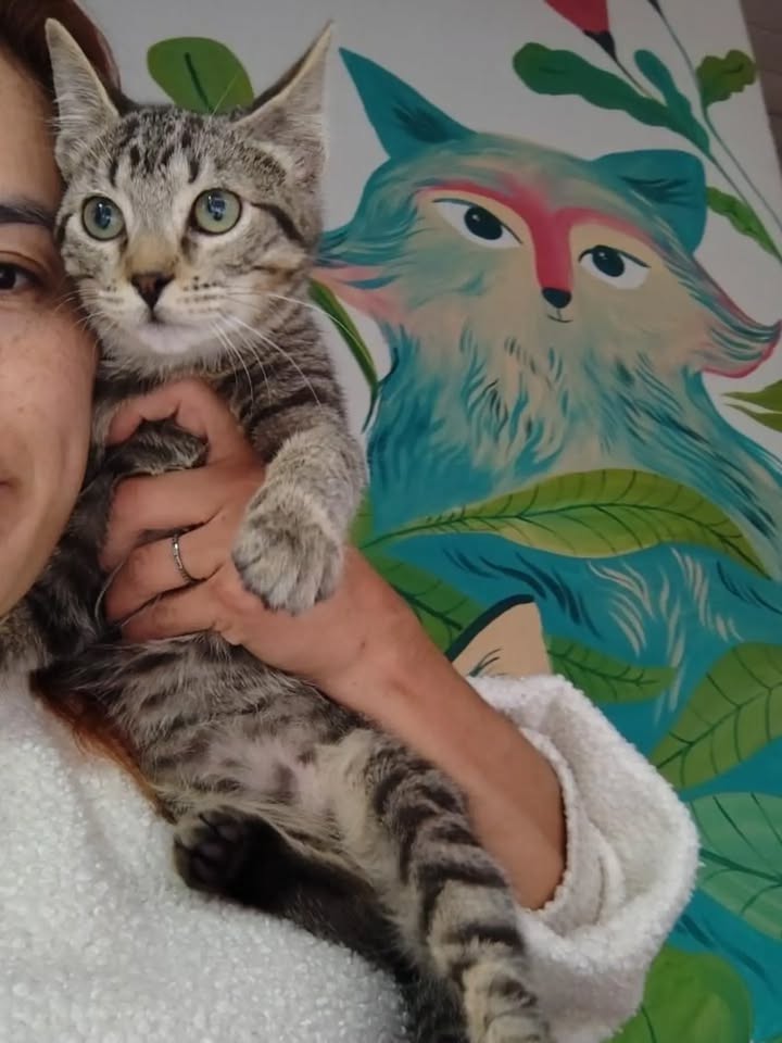 Gatito Harry y sus hermanos dados en adopción en Bogotá 