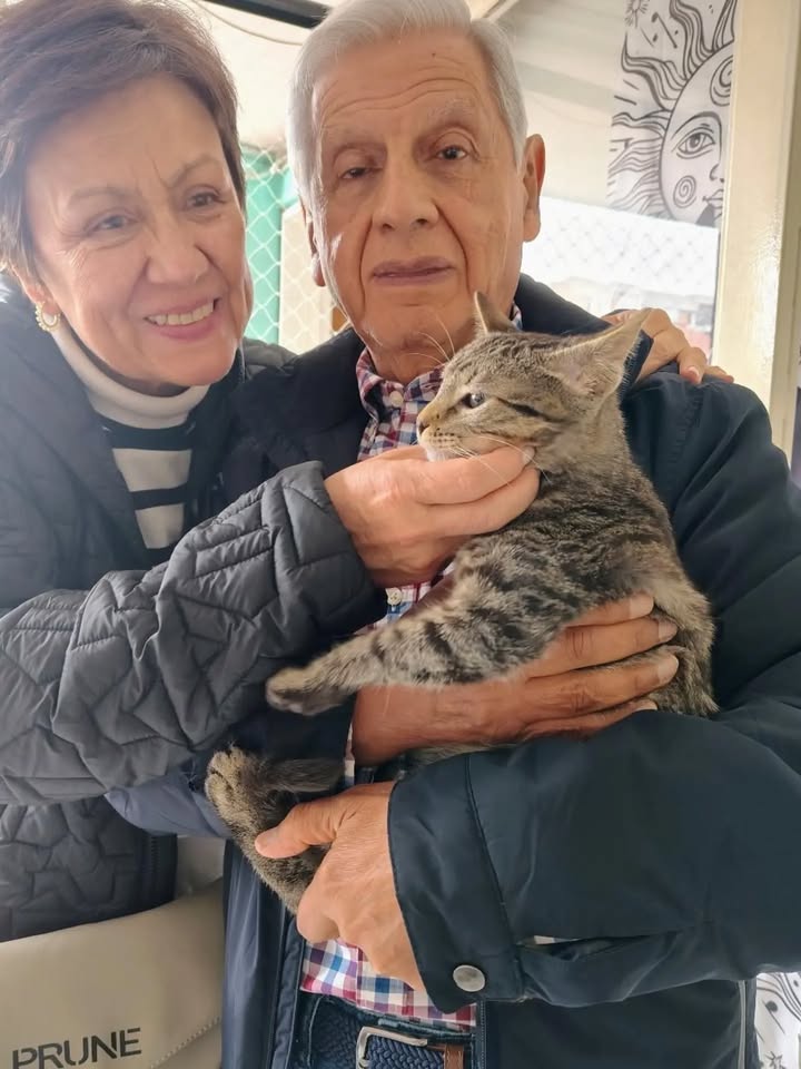 Gatito Harry y sus hermanos dados en adopción en Bogotá 
