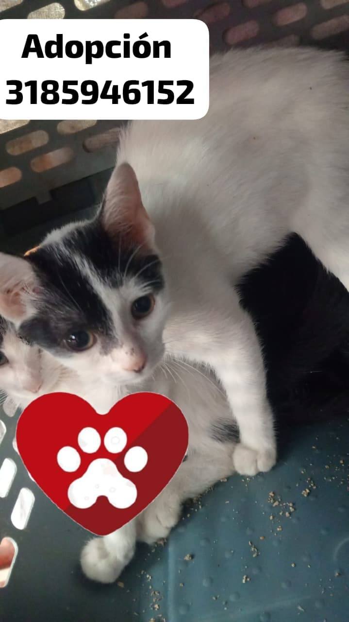 Gatito en adopción en Tuluá, Valle 