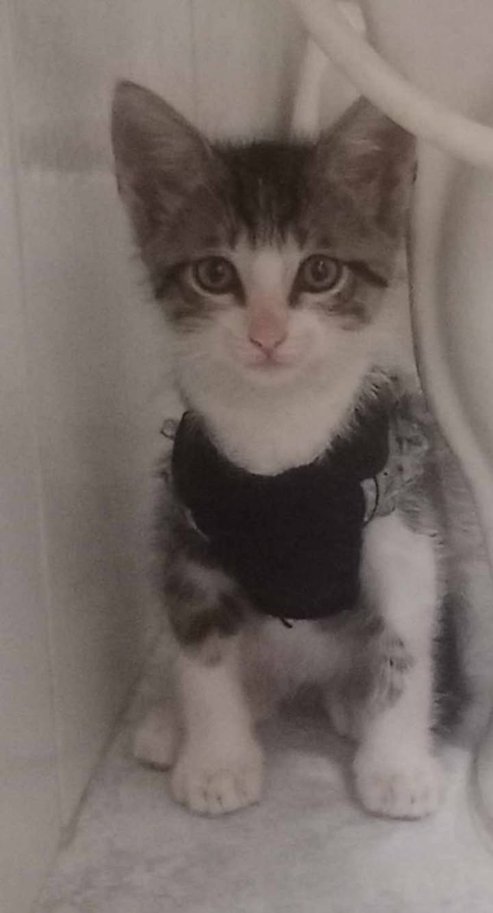 Adoptar gatitos responsables y amorosos en Pereira 
