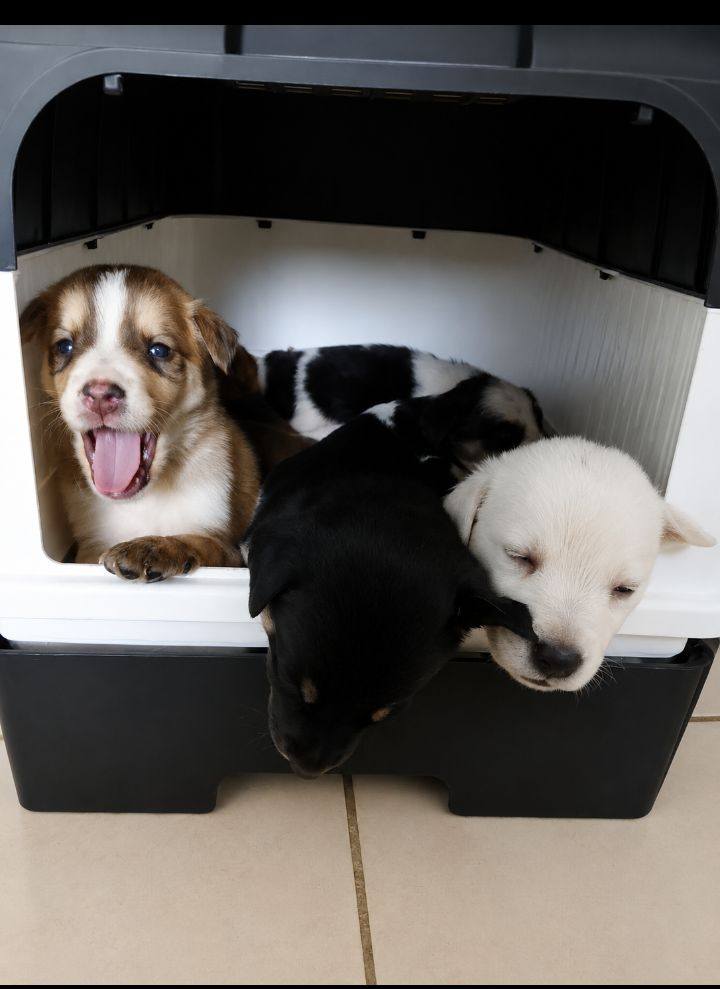 Cachorros disponibles para adopción en Neira, Caldas 