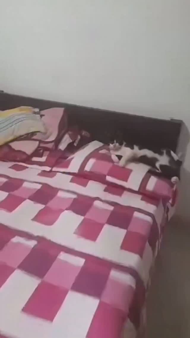 Gato macho esterilizado en adopción en Pereira 